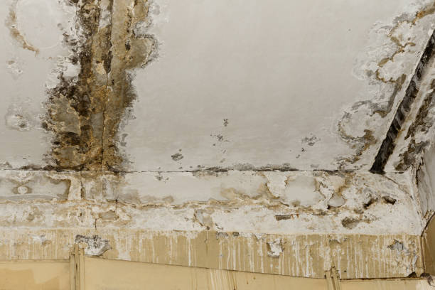 Best Mold Damage Restoration  in Sandy Oaks, TX